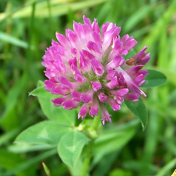 clover